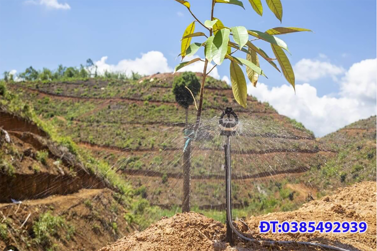 GIẢI PHÁP TƯỚI CHO CÂY SẦU RIÊNG